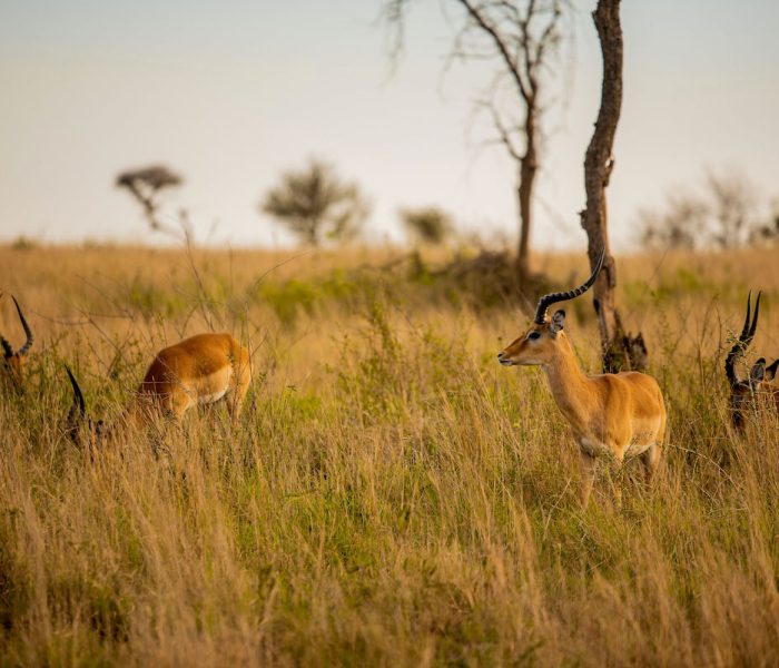 Tarangire Luxury Safari
