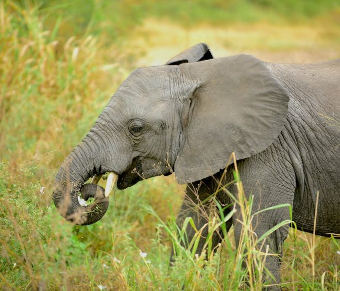 Tarangire National Park Tanzania