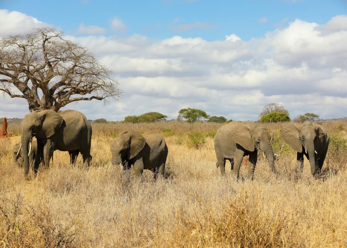 Tarangire National Park