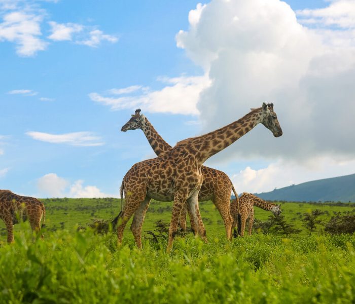 Tarangire National Park safari giraffe