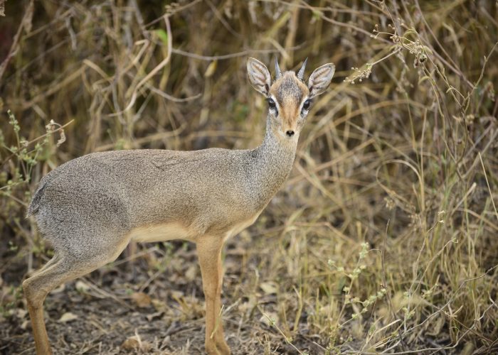 Tarangire National Park wildlife