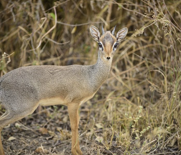 Tarangire National Park wildlife