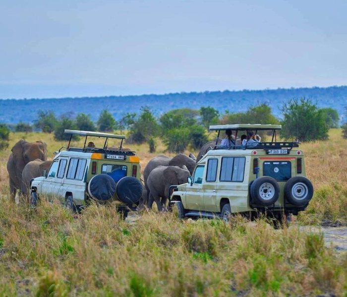 Tarangire Wildlife Safaris