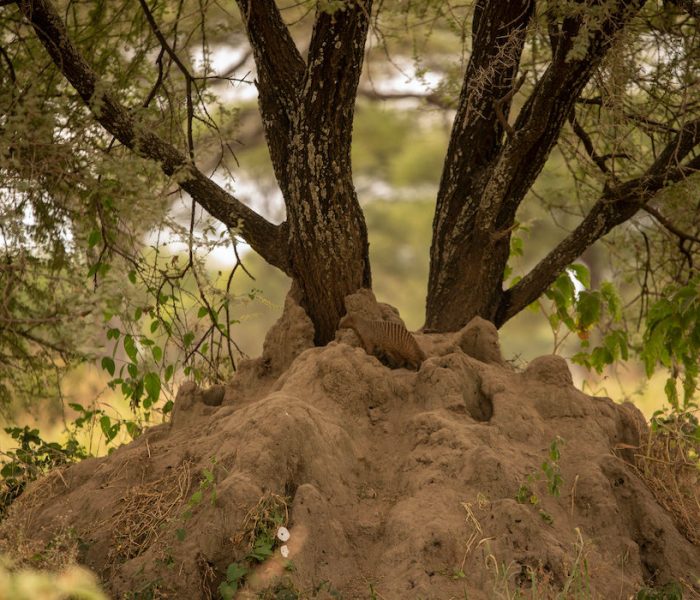 Tarangire safari