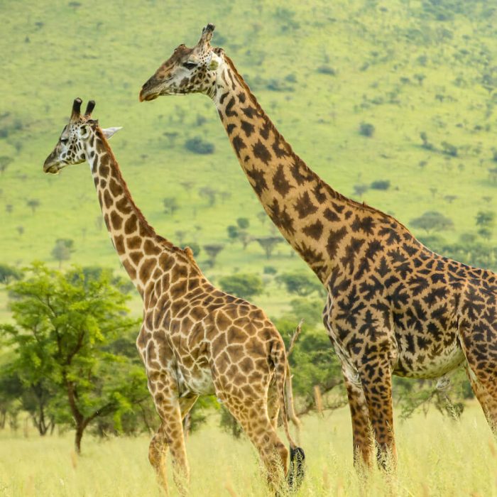 Tarangire safari