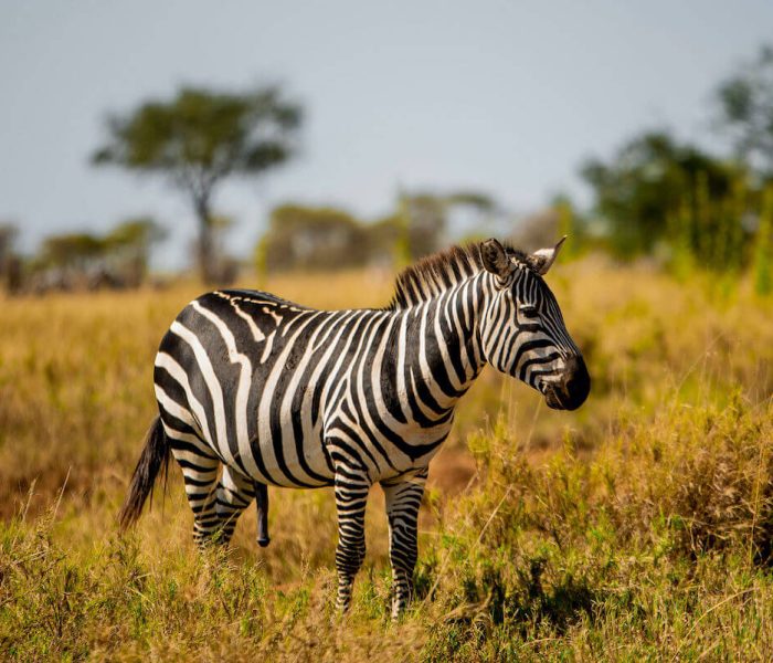 Tarangire safaris