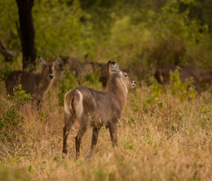 Trangire National Park