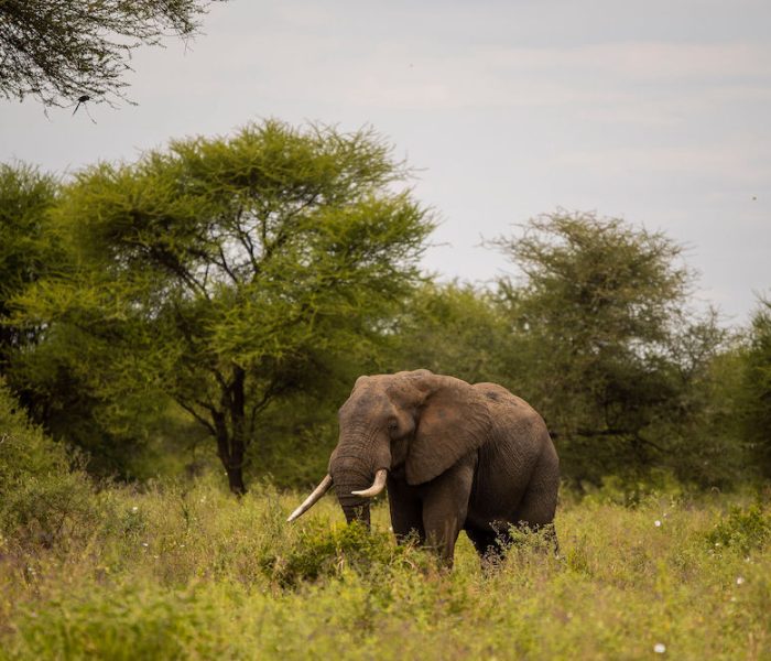 Ultimate Luxury Safari1