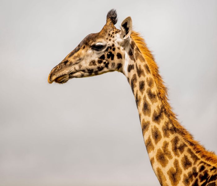 Ultimate Luxury Safari2