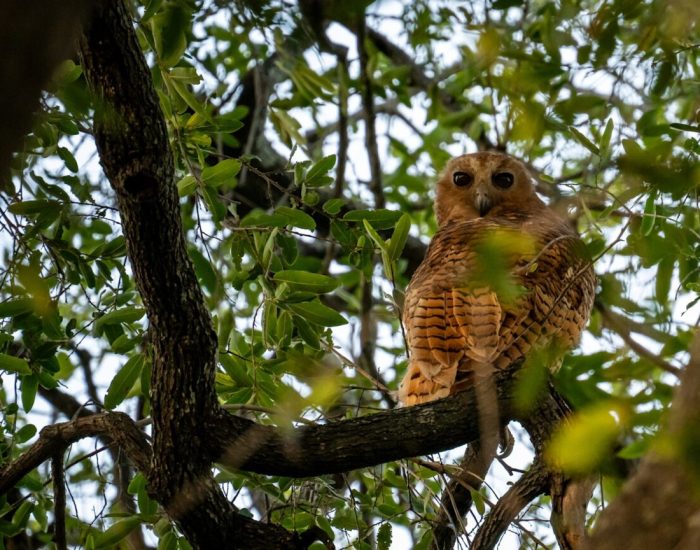 WILDwatch-Africa-Botswana-Nxabega-Andrew-Gutierrez-Pels-fishing-owl-