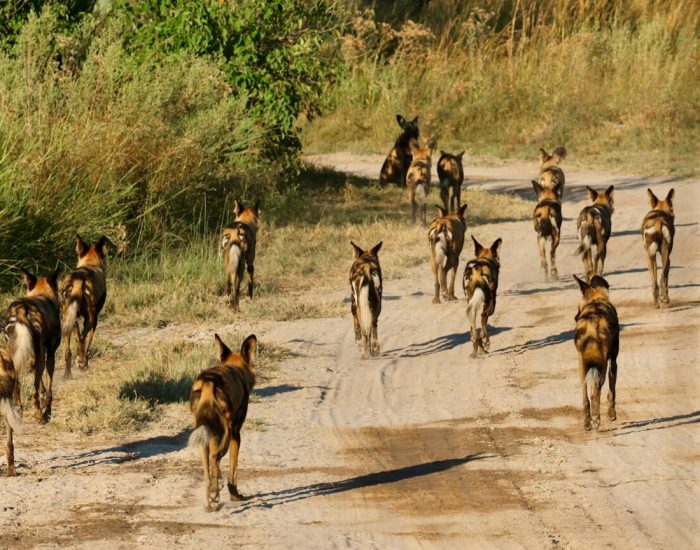 WILDwatch-Africa-Botswana-Sandibe-Mathews-wild-dog-pack-walking-close-to-the-camp-