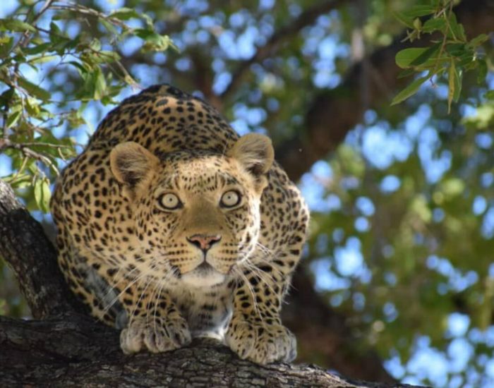 WILDwatch-Africa-Botswana-Sandibe-Robert-Obonye-leopard-sitting-on-a-tree-03
