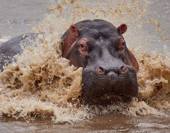 WILDwatch-Africa-Kleins-Sam-Smead-hippo-heads-in-water-03-Website-1920x1080-fill-gravityauto-Q_AutoBest