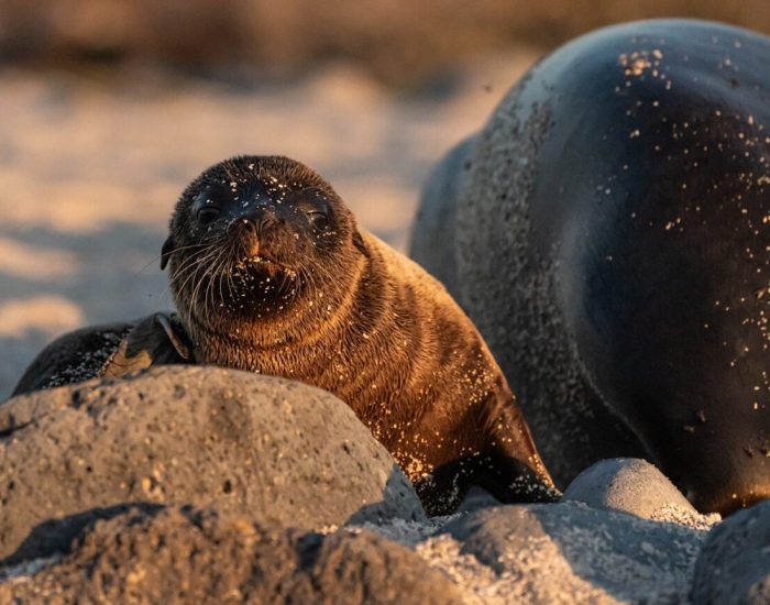 WILDwatch-South-America-Galapagos-Kris-Harrison-a-sealion-pup-playfully-rolling-around-the-beach-