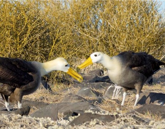 WILDwatch-South-America-Galapagos-Kris-Harrison-wave-albatross-breeding-antics-video-SCREENSHOT_