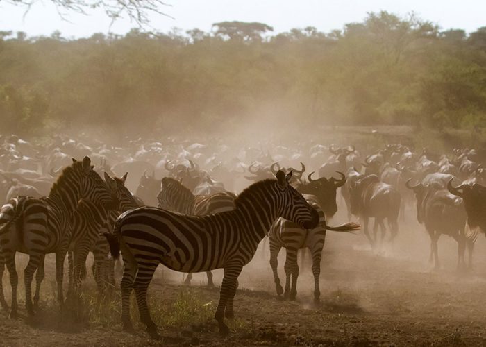 Wildebeest-Calving-Safari