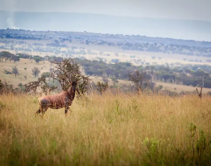 Wildlife-MaraRiver-gnu