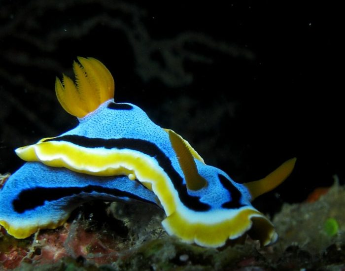 Zanzibar-Mnemba-Island-Experiences-Scuba-diving-nudibr