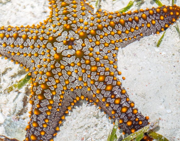 Zanzibar-Mnemba-Island-scuba-diving-starfish-