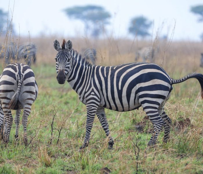 Zebra migration safari