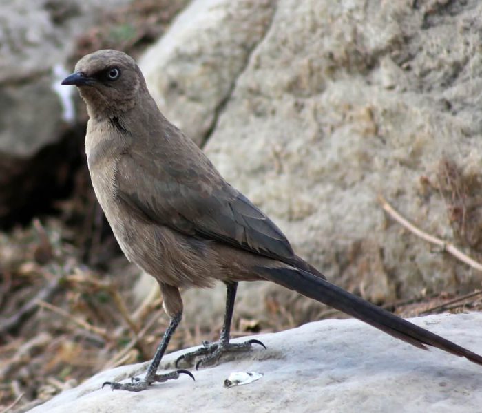 birding safari - kiliclimb1