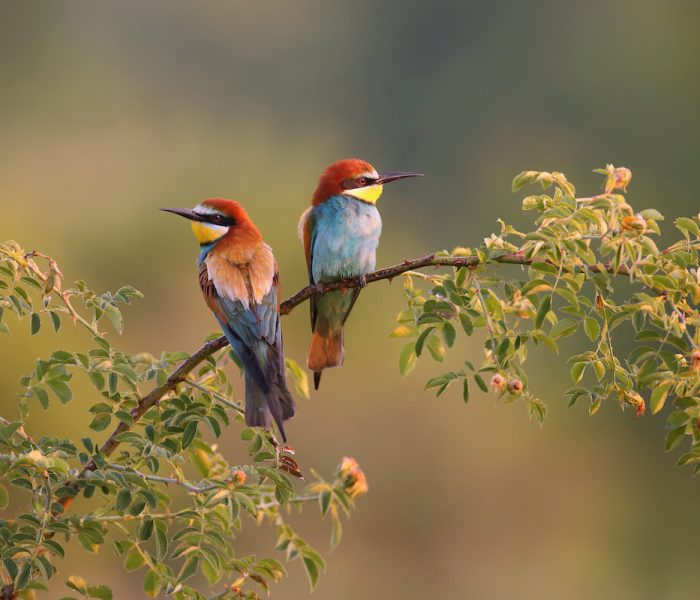 birding safari - kiliclimb2