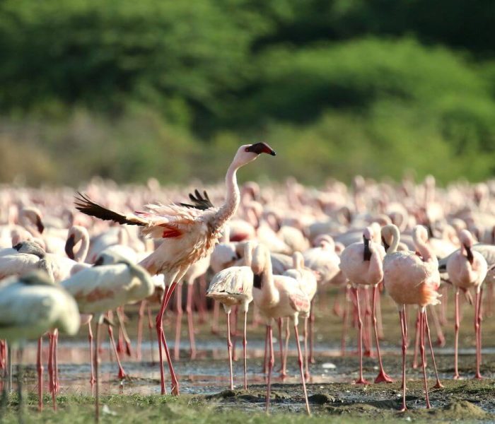 birding safari - kiliclimb3