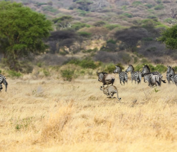 cheetah run