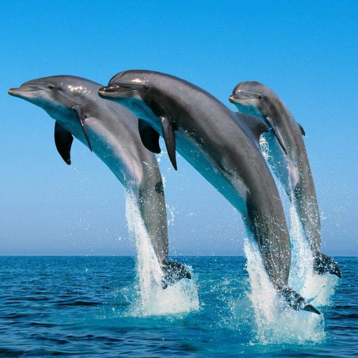dolphin zanzibar