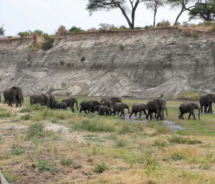 elephant family