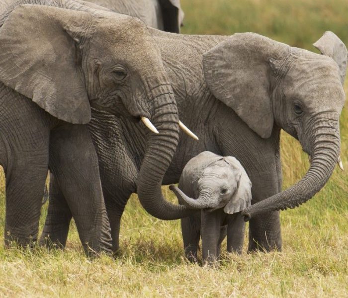 elephants Heard