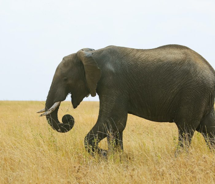 elephants safarin tanzania