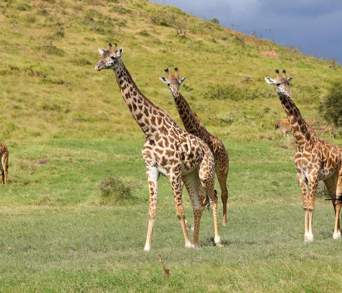 giraffee