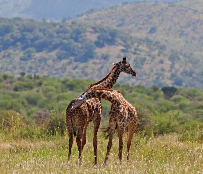 giraffes tarangire np