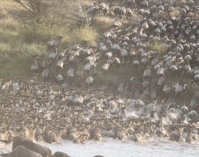 gnu migration spotting