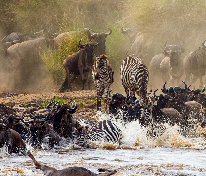 great migration serengeti