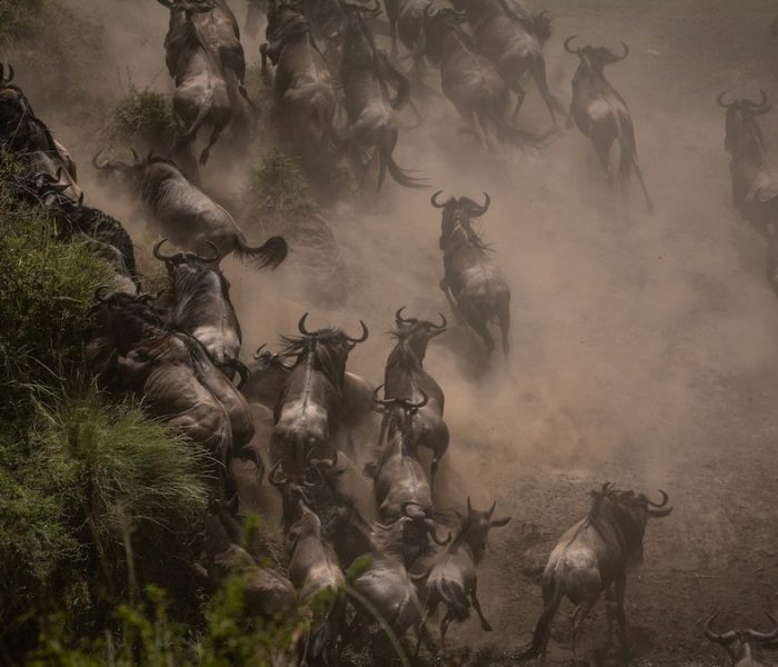 great serengeti migration