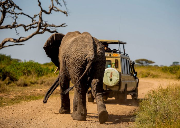 honeymoon safari2