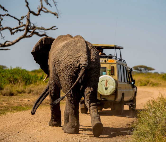 honeymoon safari2