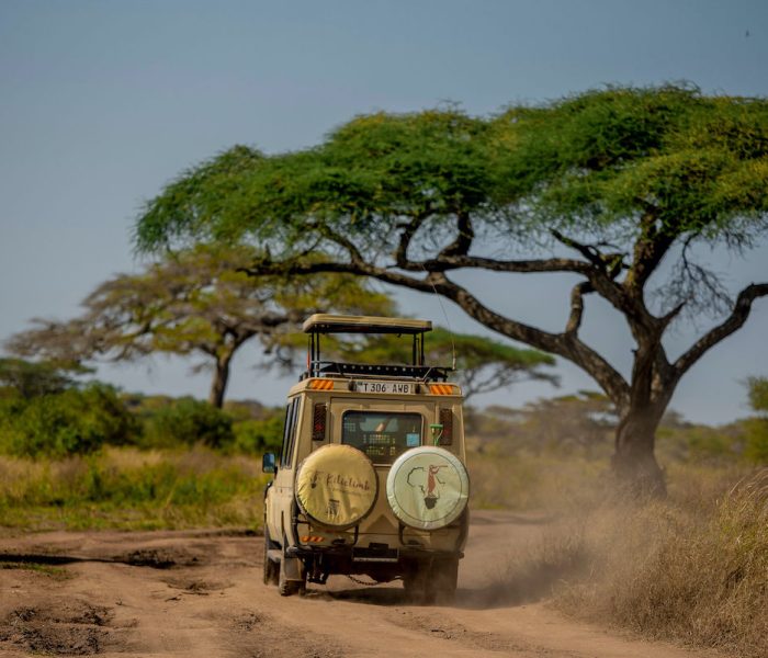 kiliclimb safaris Game Drive