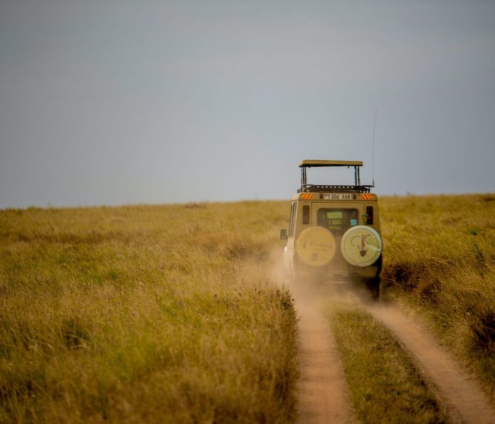 kiliclimb safaris Serengeti Game Drive