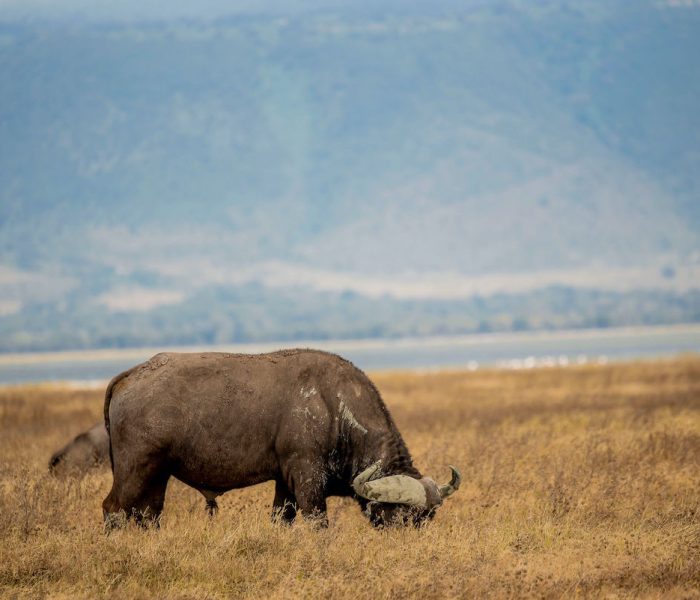 kiliclimb safaris crater