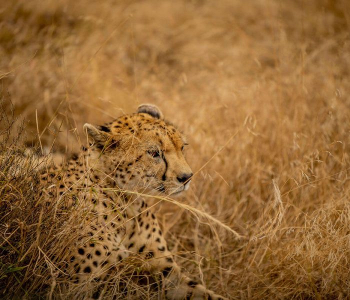 kiliclimbsafaris Luxury safari