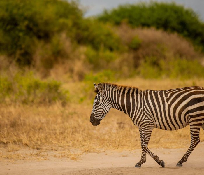 kiliclimbsafaris Safari Experince