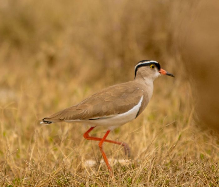 kiliclimbsafaris_115