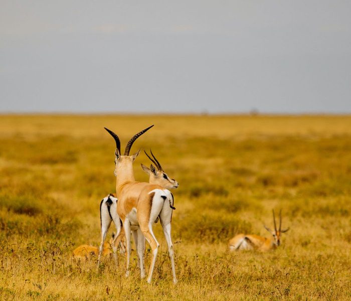 kiliclimbsafaris_120