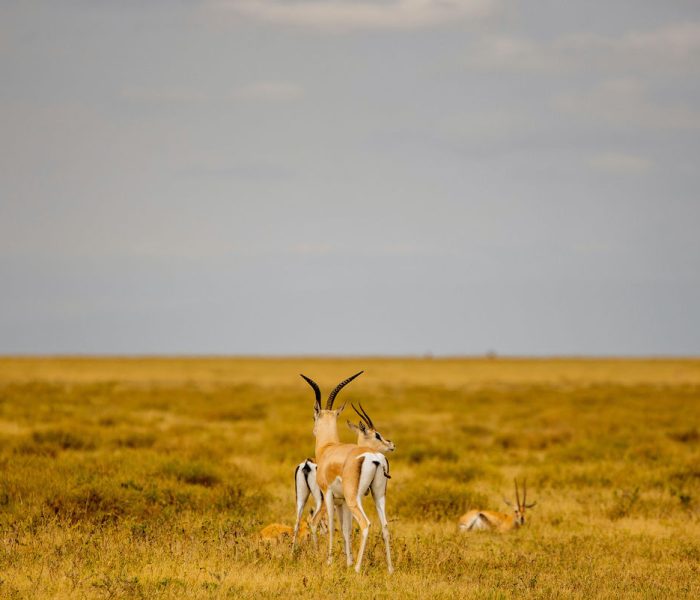 kiliclimbsafaris_120