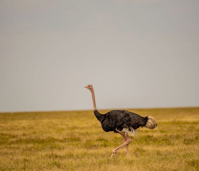 kiliclimbsafaris_122