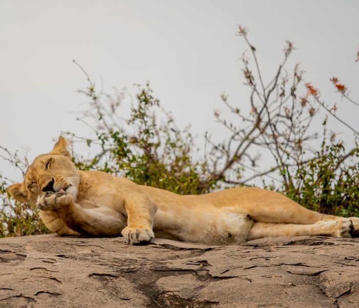 kiliclimbsafaris_123
