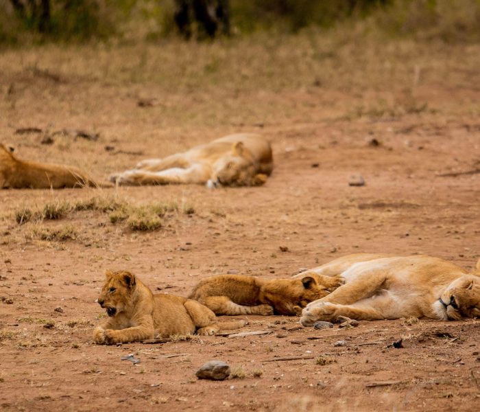 kiliclimbsafaris_178